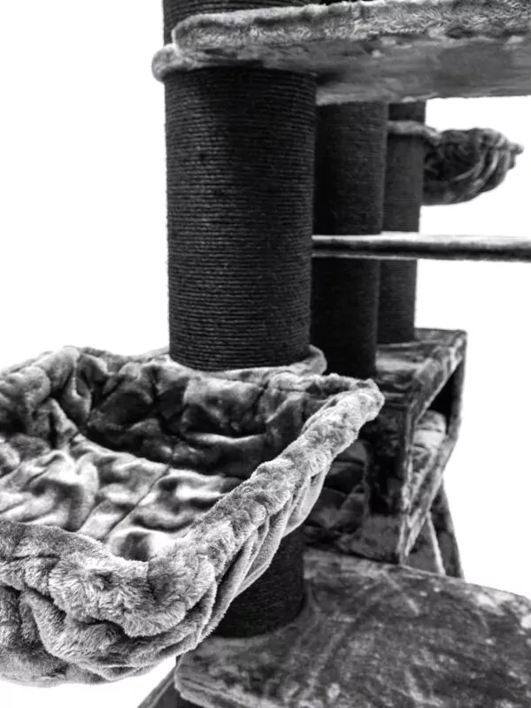 435260 siberian 200 7 600x800