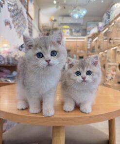 British Shorthair (Purebred) Munchkin