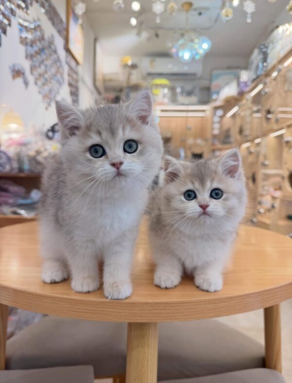 British Shorthair (Purebred) Munchkin