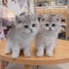 British Shorthair (Purebred) Munchkin