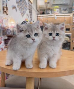 Alternative view of British Shorthair (Purebred) Munchkin