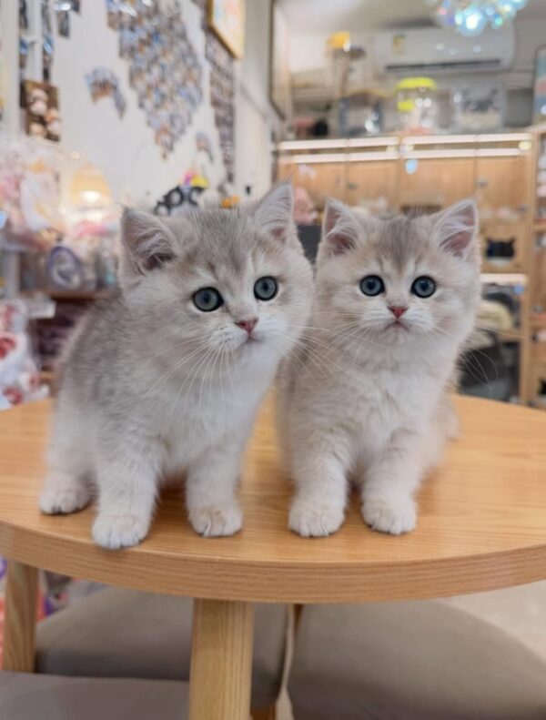 British Shorthair (Purebred) Munchkin