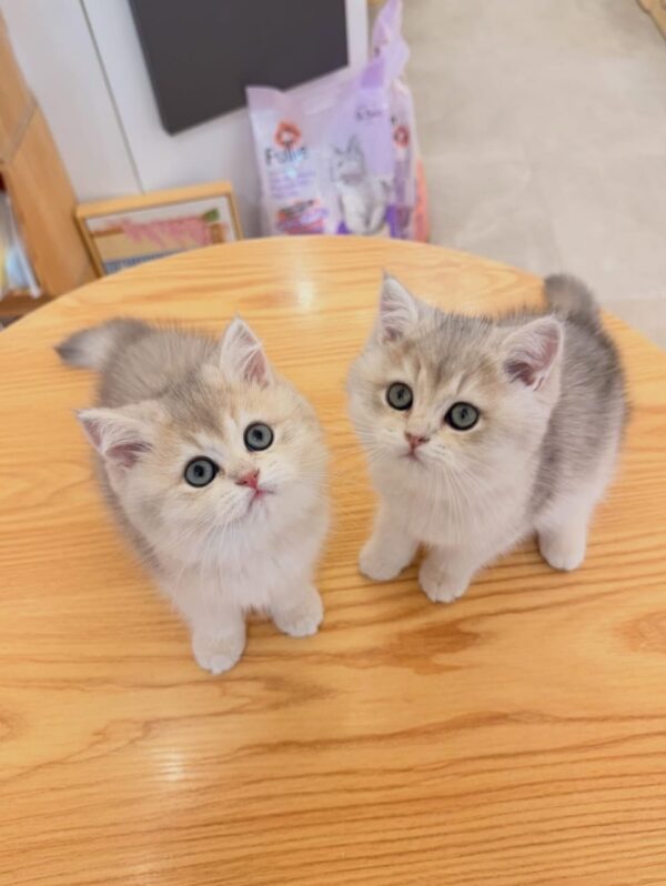 British Shorthair (Purebred) Munchkin