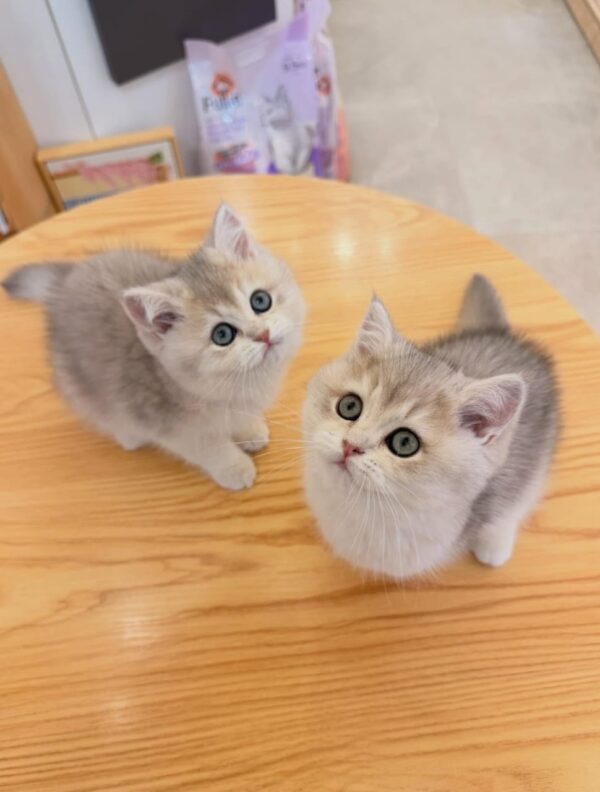 British Shorthair (Purebred) Munchkin