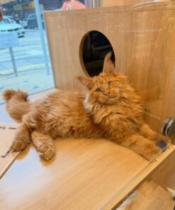Alternative view of Maine Coon (Purebred) Munchkin