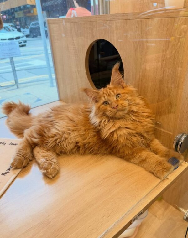 Maine Coon (Purebred) Munchkin