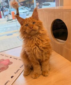 Maine Coon (Purebred) Munchkin