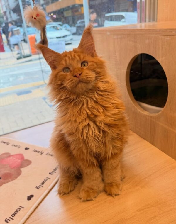 Maine Coon (Purebred) Munchkin