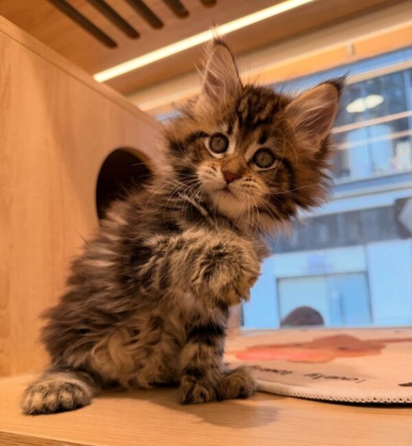 puppet cat / ragdoll