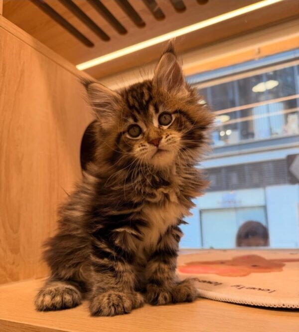 puppet cat / ragdoll