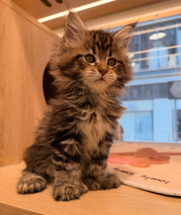 puppet cat / ragdoll