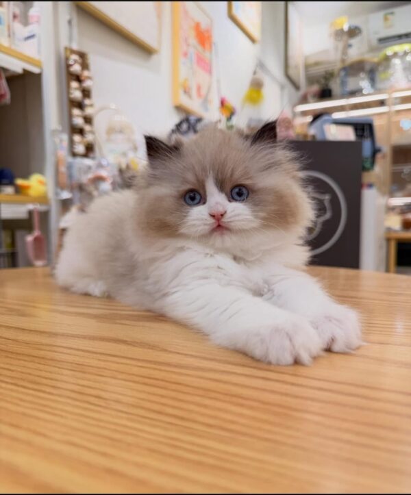 puppet cat / ragdoll