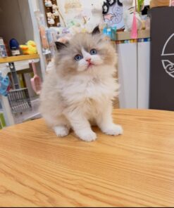 puppet cat / ragdoll