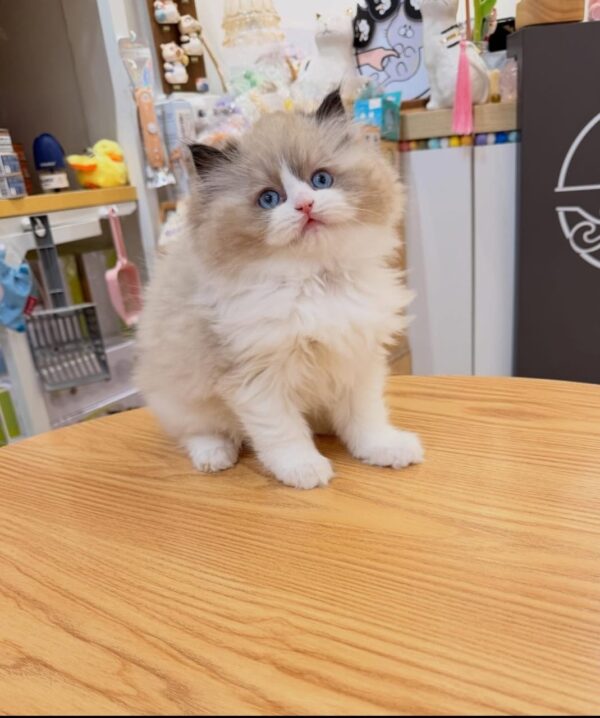 puppet cat / ragdoll