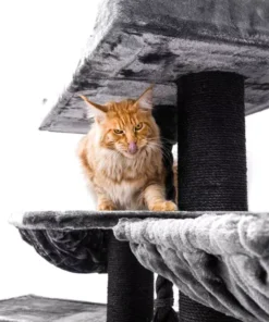 cat tree alley 200